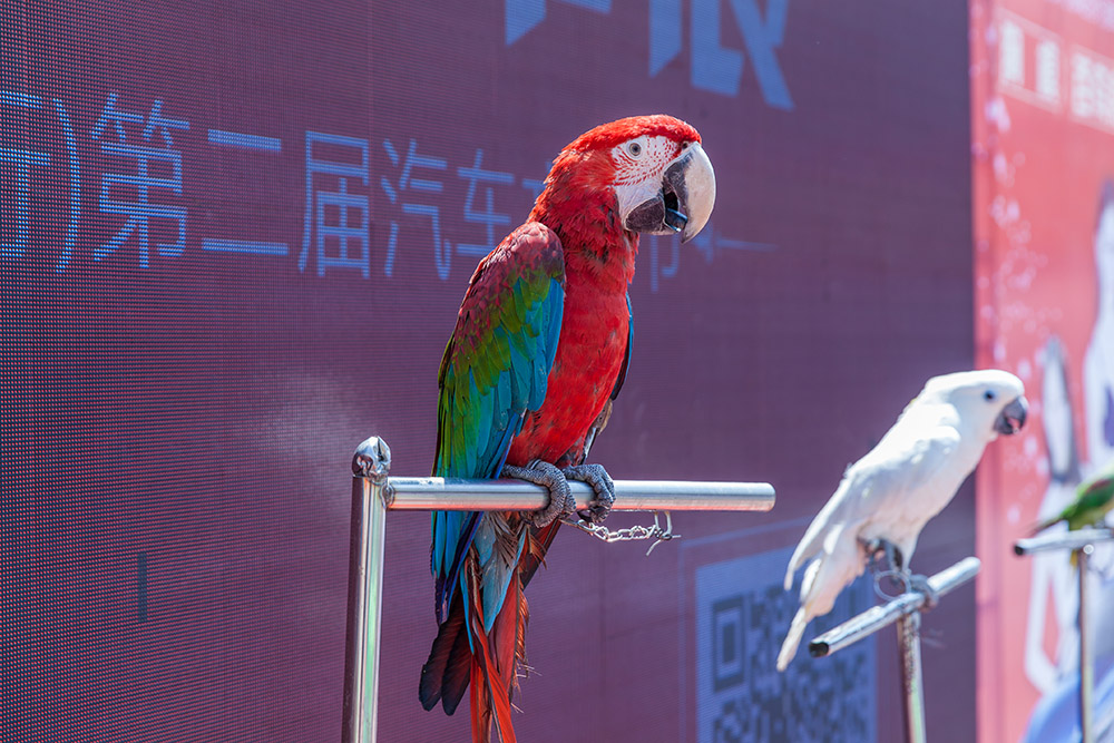 【車展第一天】遇到那個TA，放棄蘋果8......
